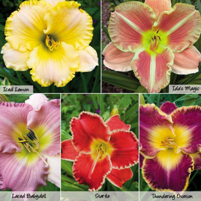Thompson & Morgan Hemerocallis Collection 5 Bare Roots from B&Q
