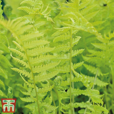 Thompson & Morgan Shuttlecock Fern 9Cm Potted Plant X 2 from B&Q