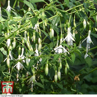 Thompson & Morgan Fuchsia Hawkshead 6 Jumbo Plug Plant from B&Q
