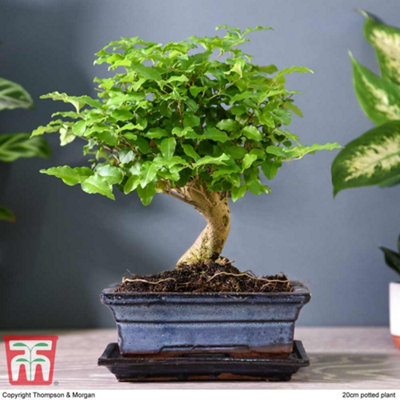 Thompson & Morgan Bonsai Ligustrum In Ceramic With Saucer 12Cm Pot X 2 from B&Q