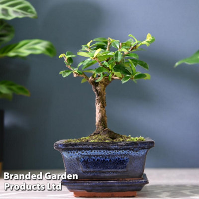 B&Q -  Bonsai Carmona In Ceramic With Saucer 12Cm Pot X 1