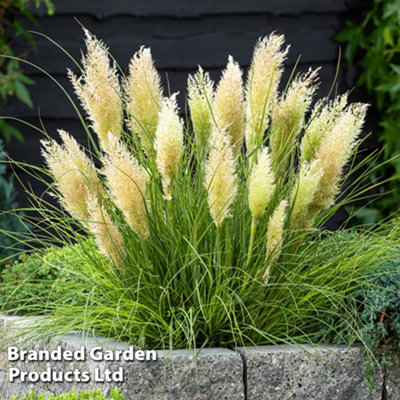 Thompson & Morgan Pampas Grass 'tiny Pampa' 9Cm Pot X 1 from B&Q