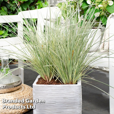 Thompson & Morgan Lomandra White Sands 9Cm Potted Plant X 1 from B&Q