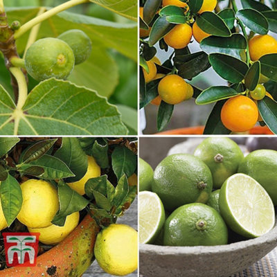 Thompson & Morgan Mediterranean Fruit Collection4 Potted Plants from B&Q