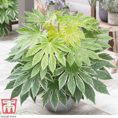 Thompson & Morgan Fatsia Japonica Spiders Web 7.5 Litre Potted Plant X 1 from B&Q
