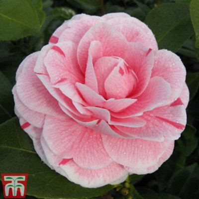 B&Q -  Evergreen ShrubPink Camellia Japonica 'bonomiana' 9Cm Potted Plant X 1
