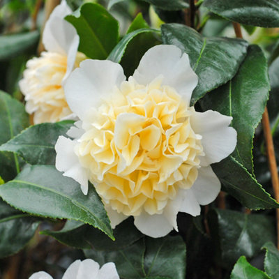 B&Q -  Camellia Japonica Brushfield Yellow 9Cm Pot X 2