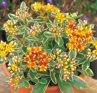 Thompson & Morgan Sedum Kamtschaticum Variegatum 7Cm Potted Plant X 1 from B&Q