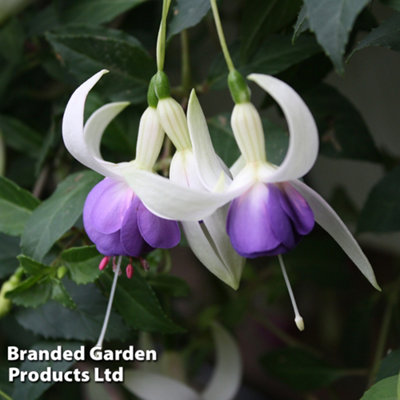 Thompson & Morgan Fuchsia Hardy Deltas Sarah 9Cm Potted Plant X 1 from B&Q