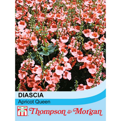 B&Q -  Diascia Apricot Queen 1 Seed Packet (80 Seeds)