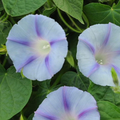 Thompson & Morgan Ipomoea Star 1 Packet (35 Seeds) Light/Blue