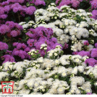 Thompson & Morgan Ageratum Dwarf Ball Mixed 1 Seed Packet (950 Seeds) from B&Q