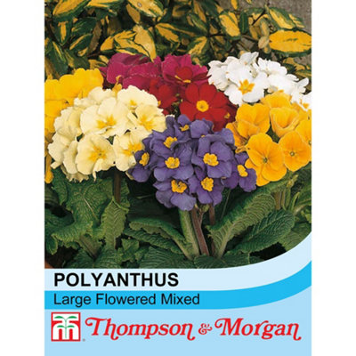 Thompson & Morgan Polyanthus Large Flowered Mixed 1 Seed Packet (100 Seeds) from B&Q