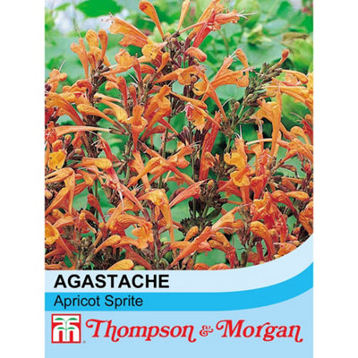 Thompson & Morgan Agastache Aurantiaca Apricot Sprite 1 Seed Packet (30 Seeds) from B&Q