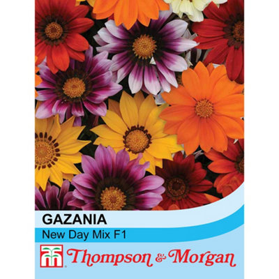 B&Q -  Gazania Splendens New Day Mix F1 Hybrid 1 Seed Packet (20 Seeds)