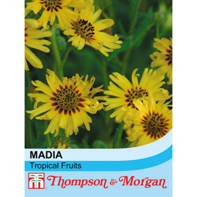 B&Q -  Madia Elegans Tropical Fruits 1 Packet (50 Seeds)