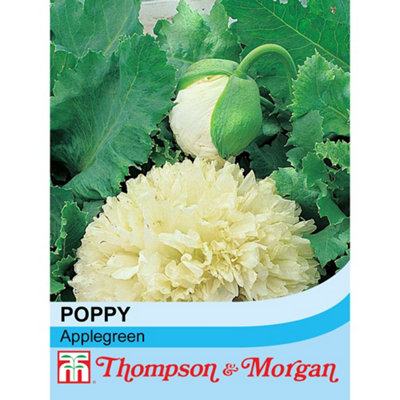 Thompson & Morgan Poppy Applegreen 1 Packet (60 Seeds) from B&Q