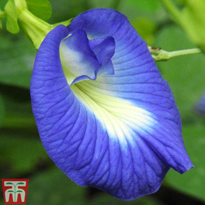 Thompson & Morgan - Butterfly Pea Seeds - Large Packet - Image 4
