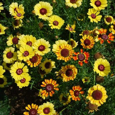 Thompson & Morgan Chrysanthemum Sunset 1 Seed Packet from B&Q