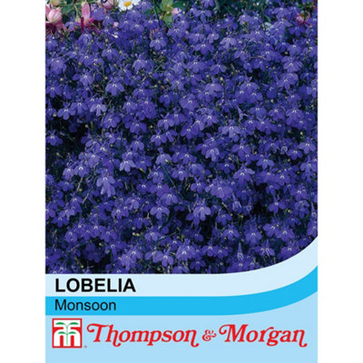 B&Q -  Lobelia Monsoon 1 Seed Packet (650 Seeds)