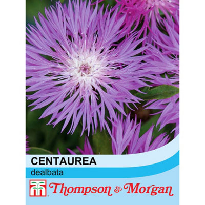 Thompson & Morgan Cornflower (Perennial) Dealbata 1 Seed Packet (80 Seeds) from B&Q