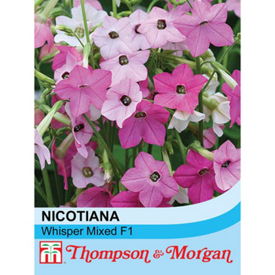 Thompson & Morgan Nicotiana Whispers Mixed 1 Seed Packet (70 Seeds) from B&Q