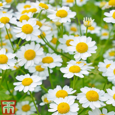 Thompson & Morgan Golden Feverfew 1 Seed Packet (300 Seeds) from B&Q