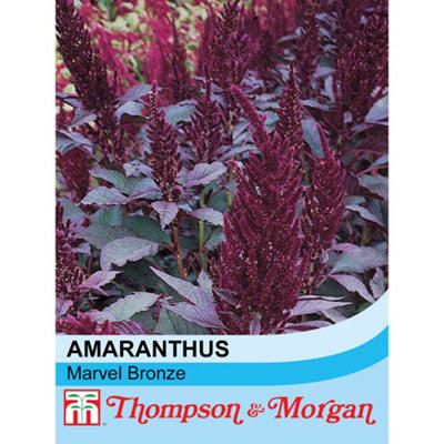 Thompson & Morgan Amaranthus Marvel Bronze 1 Seed Packet (500 Seeds) from B&Q