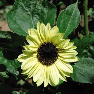 Thompson & Morgan Sunflower Valentine 1 Seed Packet Yellow/Black