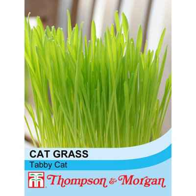 Thompson & Morgan Cat Grass Tabby (Hordeum Vulgarie Varigated) 1 Seed Packet (100 Seeds) from B&Q
