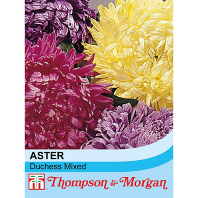 Thompson & Morgan Aster Duchess Mixed 1 Seed Packet (250 Seeds) from B&Q
