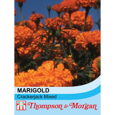 Thompson & Morgan Marigold Crackerjack Mixed 1 Packet (250 Seeds) from B&Q