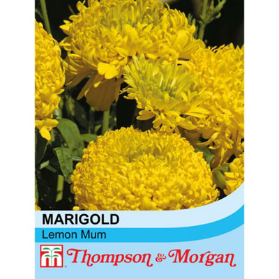 Thompson & Morgan Marigold Lemon Mum 1 Packet (100 Seeds) from B&Q