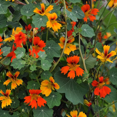 Thompson & Morgan Nasturtium Minor Phoenix 1 Seed Packet (25 Seeds) from B&Q