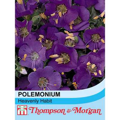 Thompson & Morgan Polemonium Boreale Heavenly Habit 1 Seed Packet (20 Seeds) from B&Q