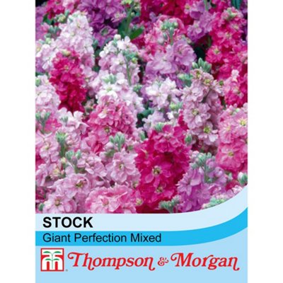 Thompson & Morgan Stocks Giant Perfection Mixed 1 Seed Packet (125 Seeds) from B&Q