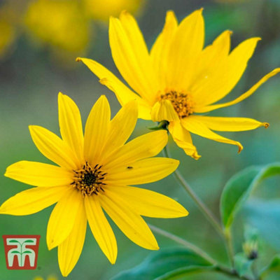 Thompson & Morgan Sunflower Maximiliani 1 Seed Packet (40 Seeds) Golden/Yellow/Light