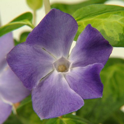 Thompson & Morgan Vinca Major 9Cm Potted Plant X 1 from B&Q