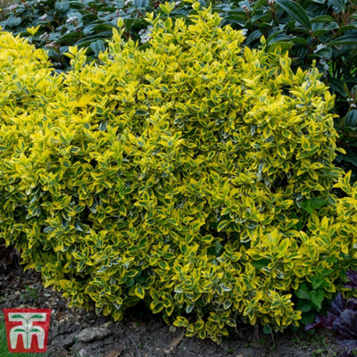 Thompson & Morgan Euonymus Emerald & Gold 9Cm Potted Plant X 1 from B&Q