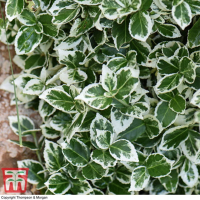 Thompson & Morgan Euonymus Emerald Gaiety 9Cm Pot X 1 from B&Q