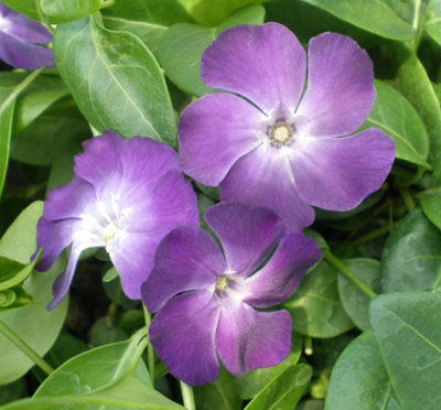Thompson & Morgan Vinca Minor Atropurpurea 8Cm Potted Plant X 1 from B&Q
