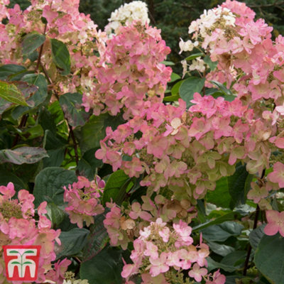Thompson & Morgan Hydrangea Paniculata Pink Diamond - 9cm Potted Plant - White to Pink Flowers - Image 4