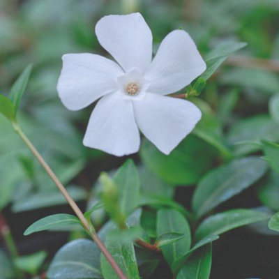 Thompson & Morgan Vinca Minor Alba 9Cm Potted Plant X 1 from B&Q