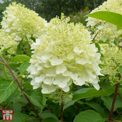 Thompson & Morgan Hydrangea Paniculata Silver Dollar 9Cm Potted Plant  X 1 from B&Q
