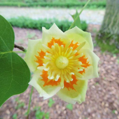Thompson & Morgan Liriodendron tulipifera Tulip Tree 9cm Pot Green - Image 5