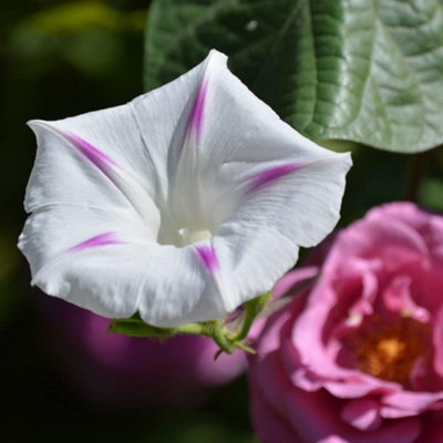 Thompson & Morgan Morning Glory Milky Way 1 Packet (25 Seeds) from B&Q