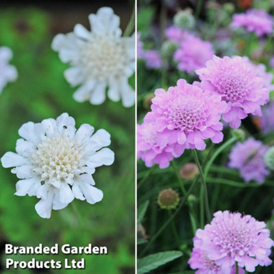 Thompson & Morgan Cottage Garden - Scabiosa Kudos Collection - 10 Jumbo Plug Plants (Perennial Plants) White/Purple