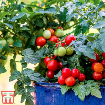 Thompson & Morgan Tomato Veranda Red 9Cm Potted Plant X 2 from B&Q