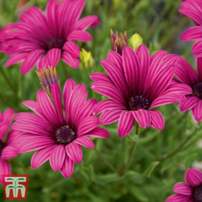 Thompson & Morgan Osteospermum Hardy Tresco Purple 48mm Plug Plant X 1 from B&Q