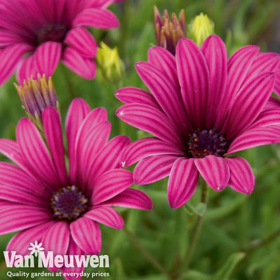 Thompson & Morgan Osteospermum Hardy Tresco Purple 6 Jumbo Plug Plants 40mm from B&Q